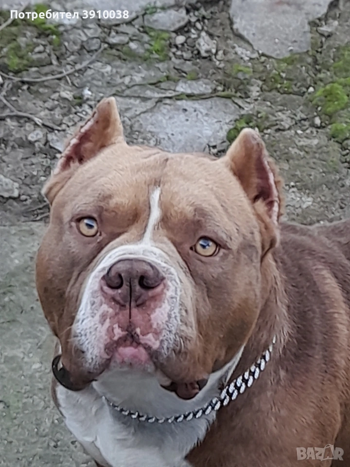 Американско були, снимка 1