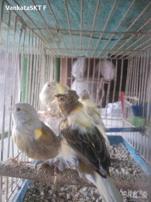 Канари, снимка 1