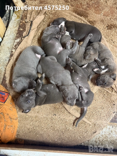 Давам малки блуноус , снимка 1