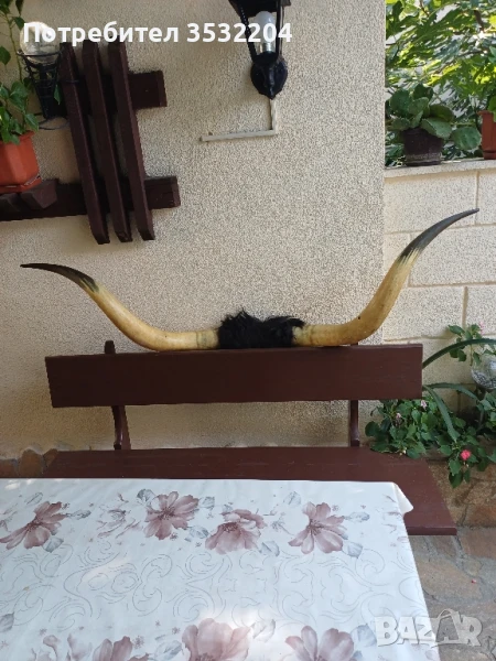 Големи биволски рога, снимка 1