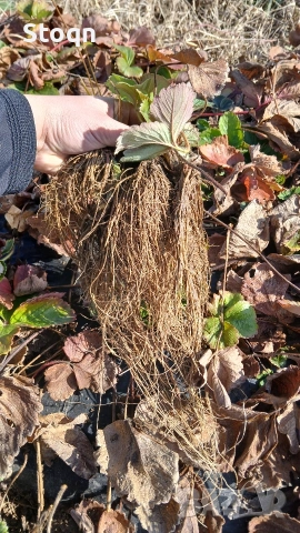 ягодов разсад , снимка 3 - Разсади - 53599358