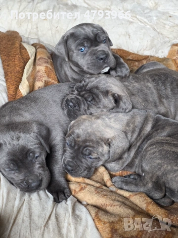 Продажба на чистокръвни кучета Кане Корсо, снимка 3 - Кане корсо - 54166371