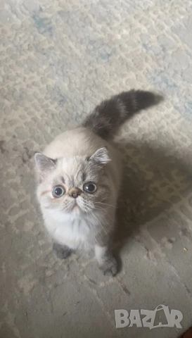 Seal lynx point exotic shorthair , снимка 1