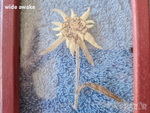 Еделвайс в рамка, снимка 3 - Други ценни предмети - 54091034