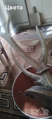 Еленови рога, снимка 9 - Декорация за дома - 53826537