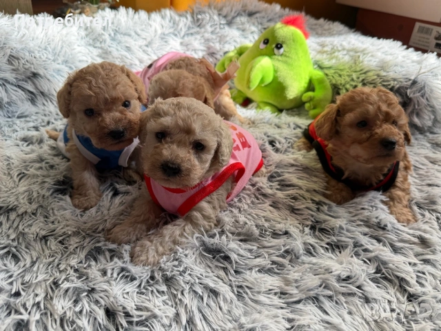 Пудел тойчета , снимка 2 - Пудели - 53762728