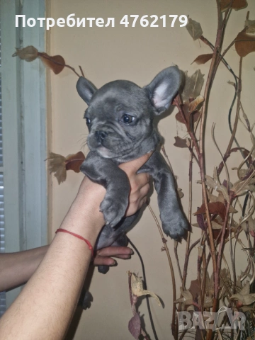 Френски булдог, снимка 7 - Френски булдог - 53800045