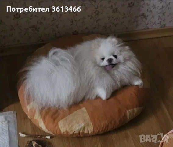 Мини мъжки померан , снимка 6 - Померан - 52935584
