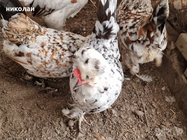 продавам яйца от бреговска джинка, снимка 10 - други­ - 49700485