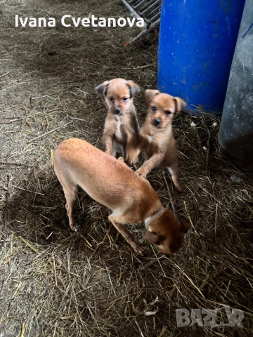 Продавам малки кученца , снимка 5 - Други - 53211918