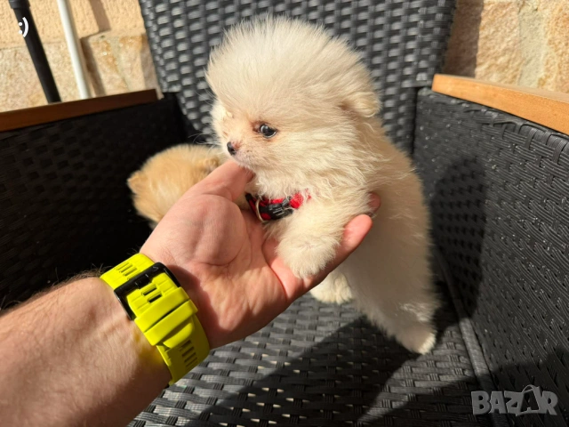 Мини Померани Актуално от 5.3.2026, снимка 4 - Померан - 53719217