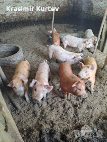 Малки Прасета Ландрас и Дюрок 