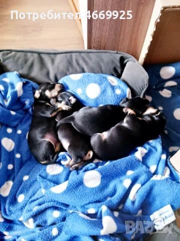 Продавам пинчери, снимка 3 - Пинчер - 52668622