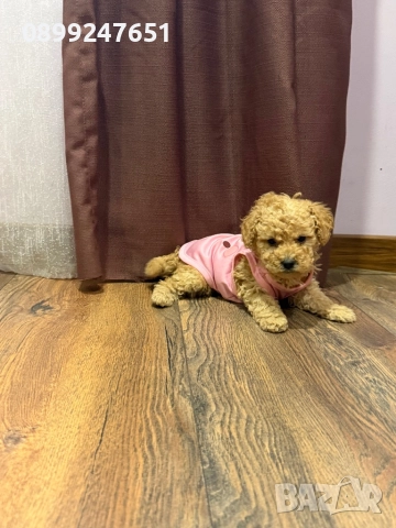 Той пуделче, снимка 3 - Пудели - 52671069