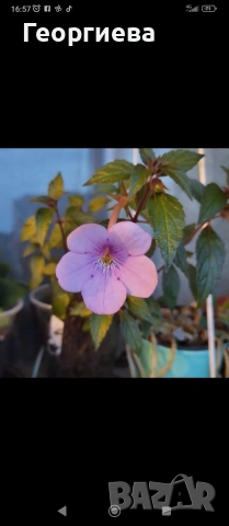 ризоми ахименес , снимка 11 - Градински цветя и растения - 53498563