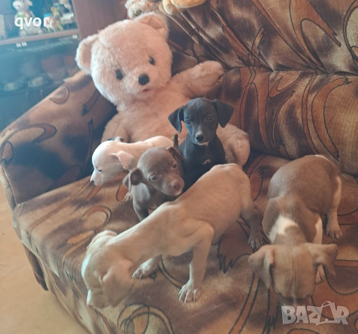 Продавам джак ръсел, снимка 3 - Джак ръсел териер - 53494540