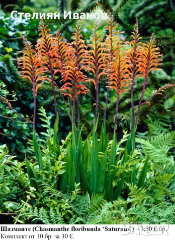 Шазманте (Chasmanthe floribunda ‘Saturnus’) – грудки