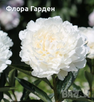 КЛЕМАТИС, БОЖУР - Коренища- ПРЕДВАРИТЕЛНИ ПОРЪЧКИ, снимка 11 - Градински цветя и растения - 53650447