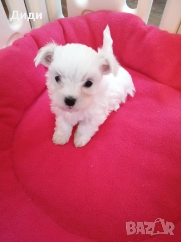 Малтийска болонка, снимка 4 - Болонка - 52698880