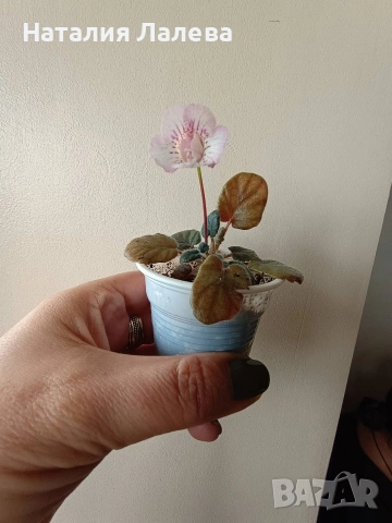 Мини синингия, Mini Sinningia SRG'S SASCHA, снимка 3 - Стайни растения - 53972510