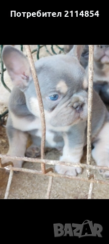 Френски булдог 