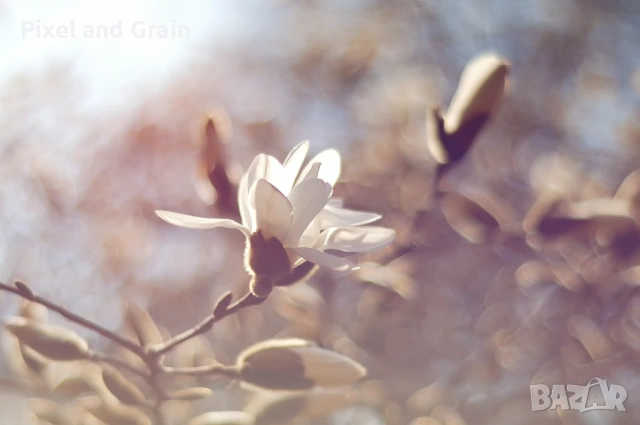 Nikon D100 фотоапарат комплект Никон, снимка 10 - Фотоапарати - 53573110