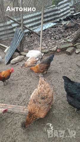 полуджинки за мътачки , снимка 2 - други­ - 53449541