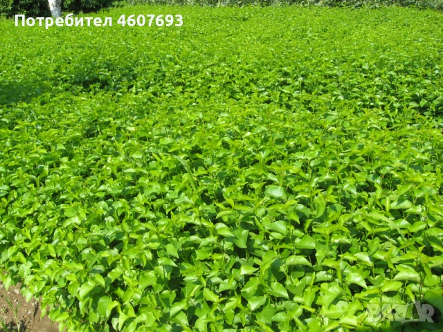 Продавам подложки махалебка и джанка, снимка 2 - Сортови семена и луковици - 52151117