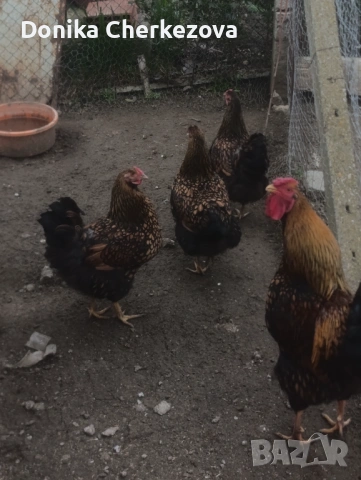 Разплодни яйца, снимка 2 - Кокошки и пуйки - 54089510