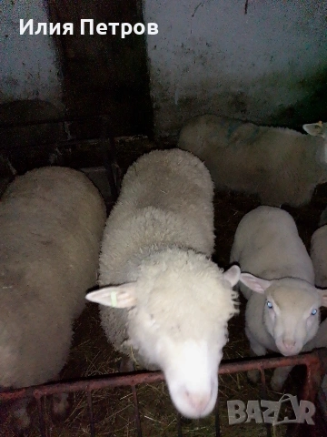 кочле, снимка 3 - Овце - 53781817