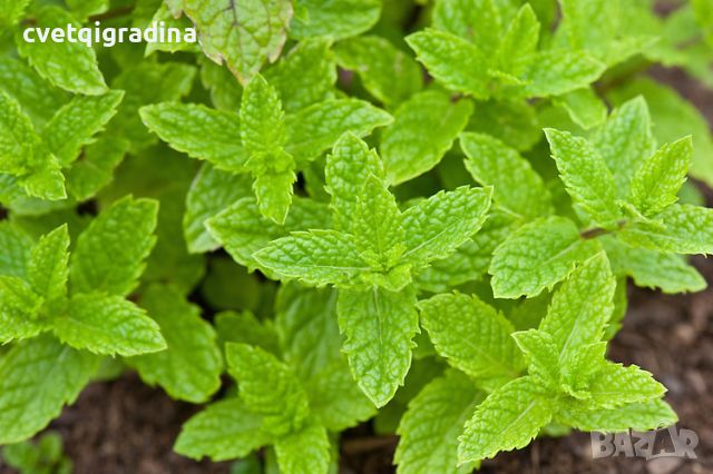 Mentha spicata Moroccan mint(Мароканска мента), снимка 2 - Градински цветя и растения - 46101333