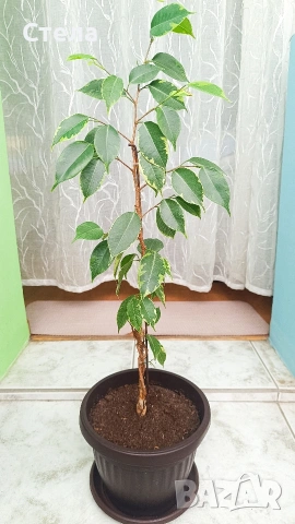 Бенджамин, Хлорофитум, Бегония, Женшен, Фикус , снимка 11 - Стайни растения - 41867611