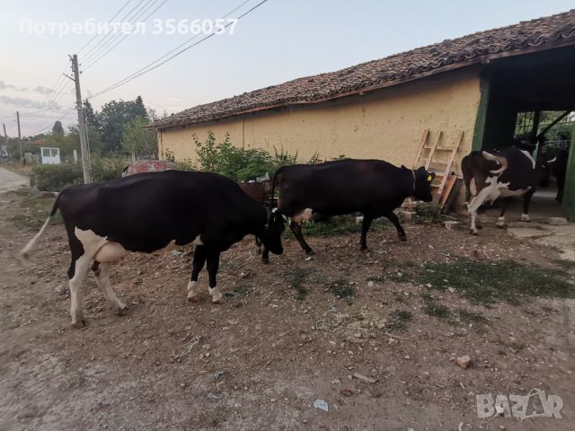 Prodavat se stado kravi za doene , снимка 1