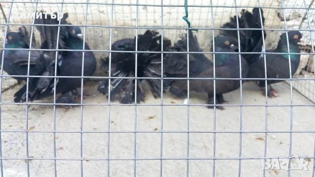 Продавам Фенарлий може и бартер , снимка 2 - Гълъби - 53559783