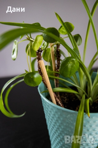 🌿 Китайска паричка (Pilea peperomioides) + Хлорофитум (Chlorophytum comosum) в едно 🌿, снимка 5 - Стайни растения - 52061152