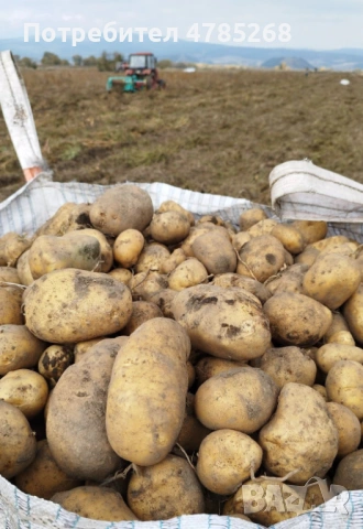 Картофи Лариса 