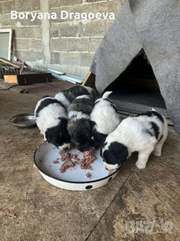 Каракачани, снимка 5 - Каракачанска овчарка - 46469229