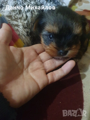 Малко женско йорки .