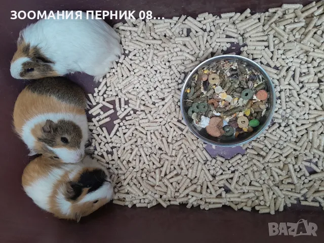 морски свинчета , снимка 3 - Морски свинчета - 49856941