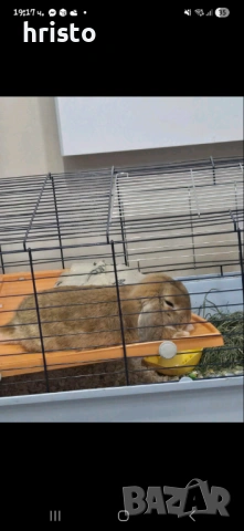 Мъжко зайче