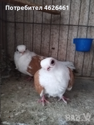 Кабаци, снимка 2 - Гълъби - 52482353