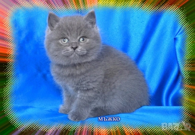 Чистокръвни Британски късокосмести котета, снимка 4 - Британска късокосместа - 53322558