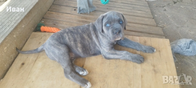 Cane Corso Italiano