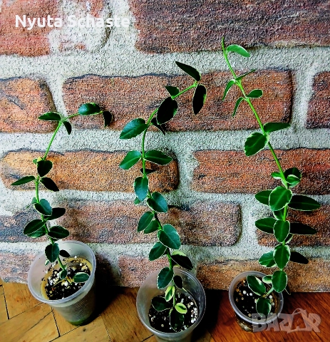 Хоя .Hoya cumingiana alba , снимка 2 - Стайни растения - 52629567