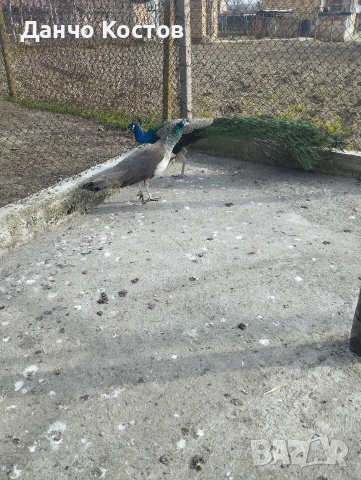 Пауни, снимка 3 - други­ - 53914580