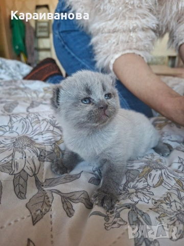 Британски сини колорпойнти 