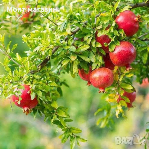 Мини- Нар punica granatum