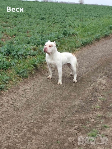 Американски булита стандарт , снимка 5 - Американски стафордширски териер - 53759227