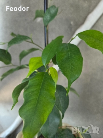 Фикус бенджамин (Ficus benjamina), снимка 2 - Стайни растения - 47629972
