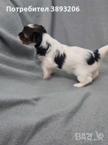 биверчета, снимка 2 - Йоркширски териер - 52788675